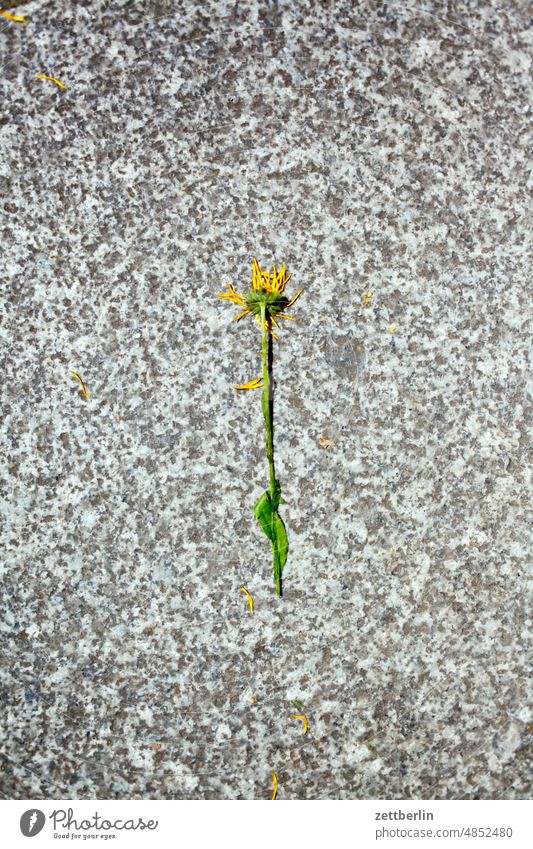 Lost flower Flower Blossom Marguerite Bouquet Doomed Faded Sidewalk Stone off Marigold composite Granite Lonely on one's own solo Individual Lie Summer Sun