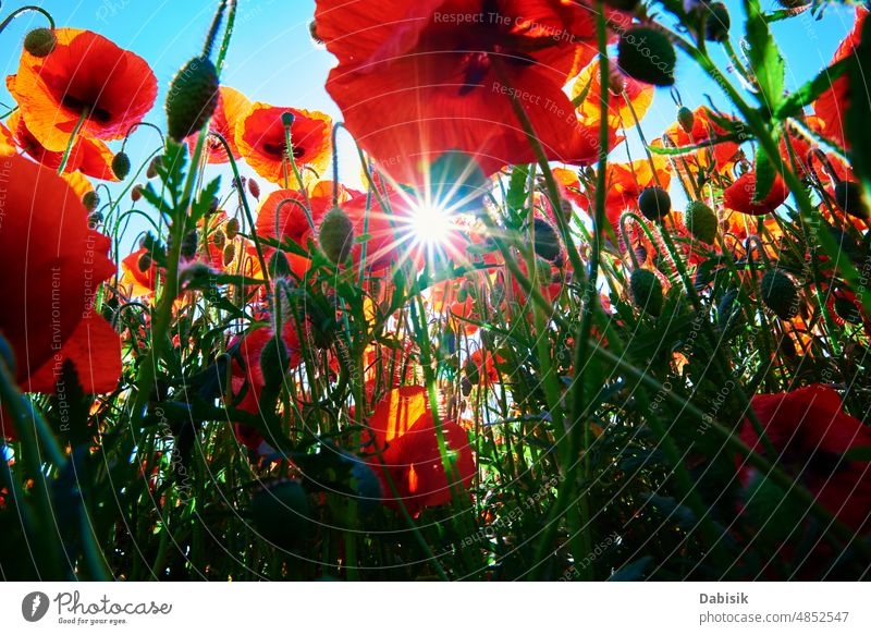 Landscape with blooming poppy flowers against blue sky papaver field nature summer morning tree sunrays landscape light red sunbeam background grass purple