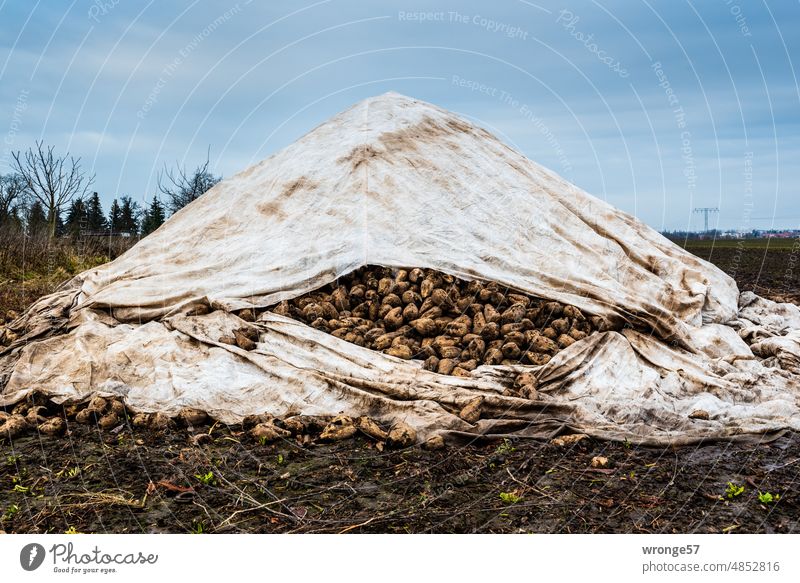 Sugar beets covered with tarpaulins in a field in the Magdeburger Börde region of Germany Sugar Beets Field Margin of a field Harvest harvest season Autumn