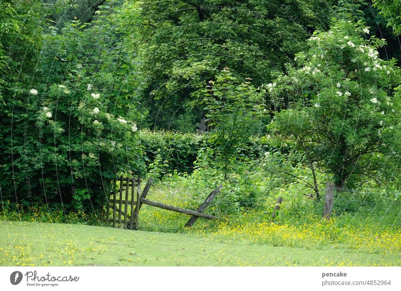 it doesn't get any greener than this! Garden Park Wild Green trees bushes thickets Meadow Wooden fence Wooden gate Nature Environment Summer Landscape Sauerland