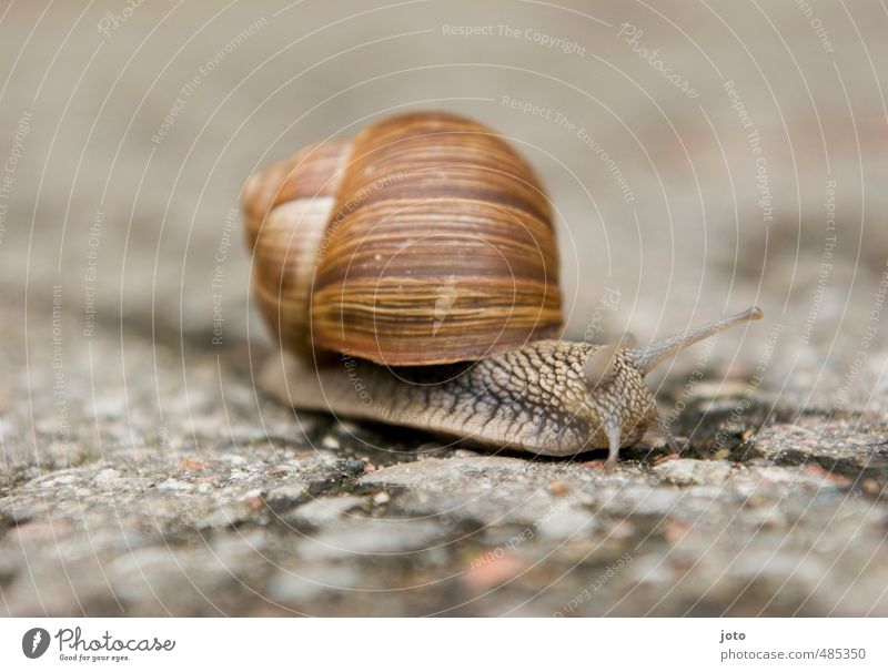 Searching Animal Autumn Snail Vineyard snail Running Cute Serene Environment Lanes & trails Snail shell Slowly Slimy Brown Striped Mollusk Snail slime Calm