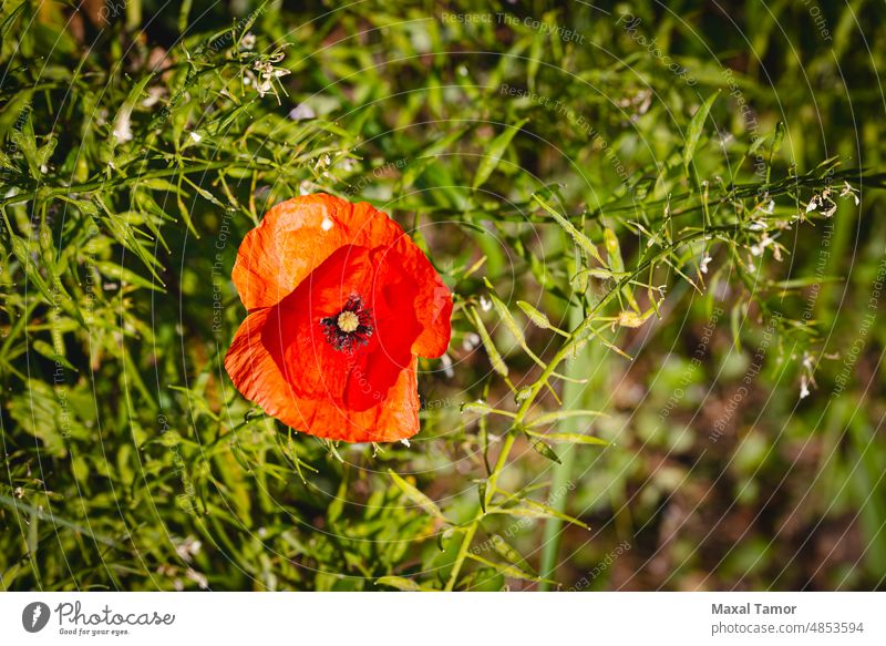 A red poppy close to a wheat field near Pesaro and Urbino in the Montefeltro, in the Marche region of Italy, at the end of spring agriculture bloom blossom blue
