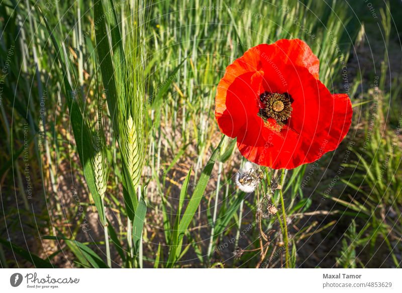 A red poppy close to a wheat field near Pesaro and Urbino in the Montefeltro, in the Marche region of Italy, at the end of spring agriculture bloom blossom blue