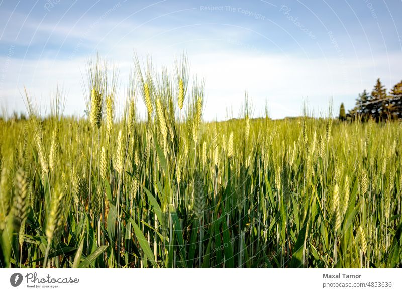 Field of green wheat in Italy, near Pesaro and Urbino, in the region Marche of Italy. Close up of the ears with detail of the grains agricultural agriculture