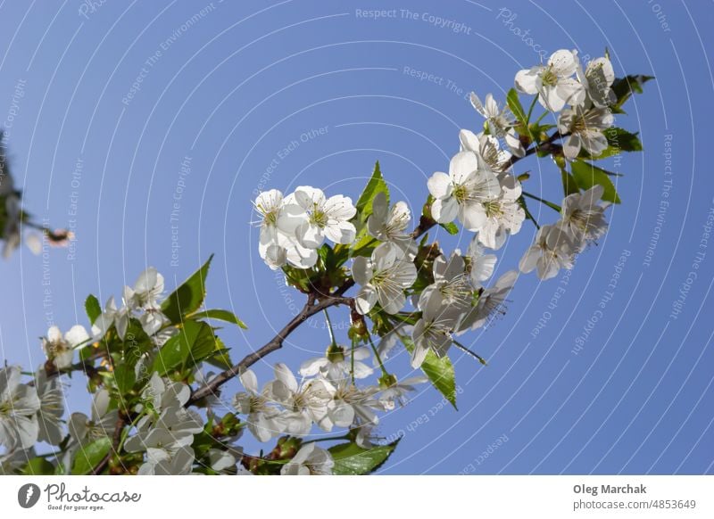 Blooming cherry tree in the spring garden. Close up of white flowers on a tree. Spring background blooming plant nature bud green blossom branch beauty floral