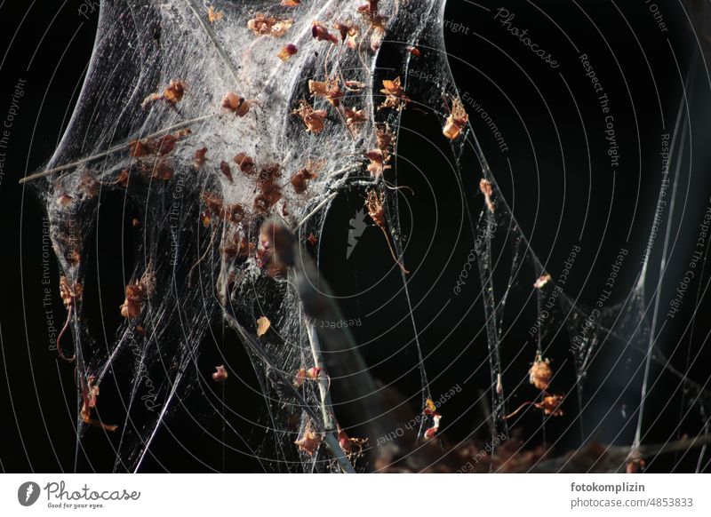 Cobweb web cobwebs Net Reticular Spider's web Network Nature spinning threads Connect Exterior shot Work of art Construction light as a feather insect trap