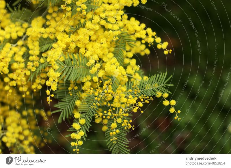 Spring Mimosa flowers. concept of spring season. symbol of 8 March, happy women's day. selective focus. copy space. acacia dealbata. copy space. blossoming