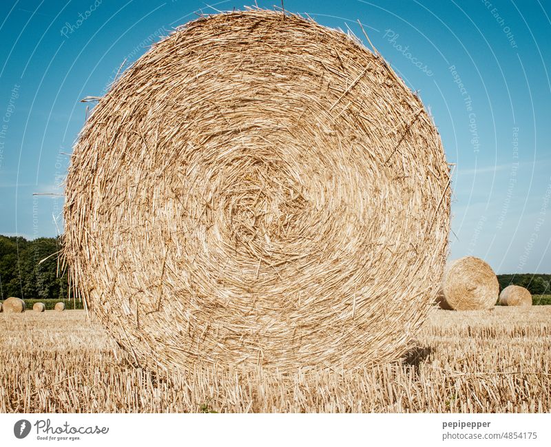 Straw bales at harvest Bale of straw Straw bale rolls Harvest reap harvest season Hay Hay bale Field Agriculture Summer Nature Sky Landscape Yellow