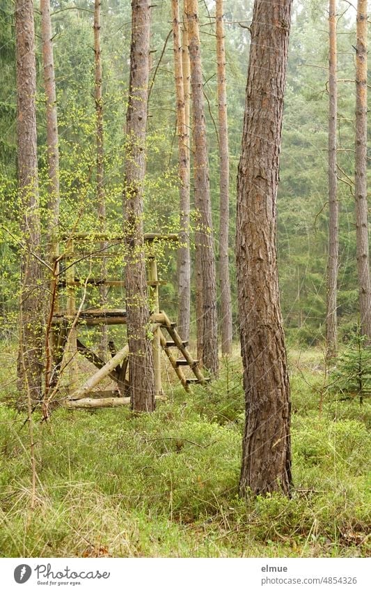 High seat made of wood between conifers / hunting / renewable resource Hunting Blind Forest high level hide Tree trunk Climate Manmade structures Wood Nature