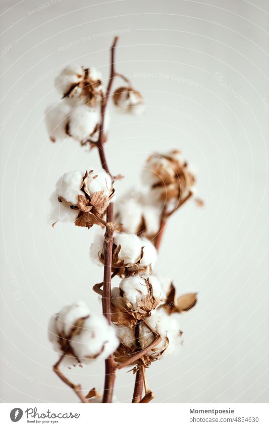 cotton crop Cotton plant Plant Close-up Clothing Fashion Detail Material