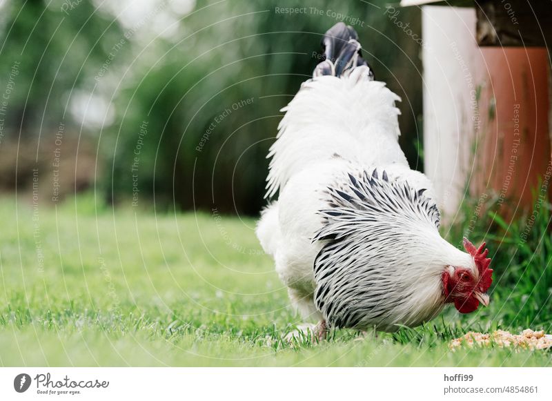 Warming  plumage chicken - a Royalty Free Stock Photo from Photocase