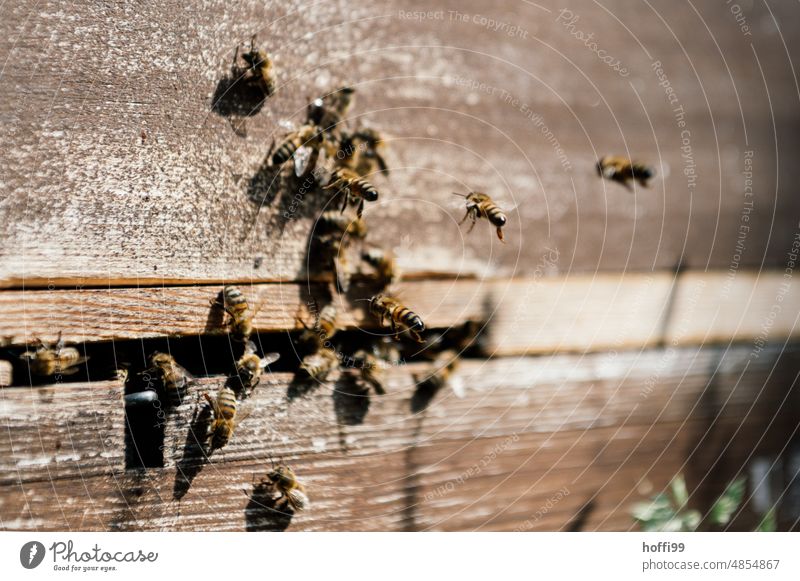 Bees approaching a beehive Honey honeycomb test sighting Visual inspection Beehive Honey bee Bee-keeping Honeycomb beeswax Apiary beekeeping Bee-keeper Colony