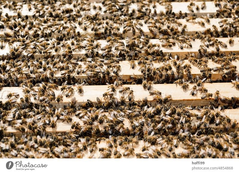many bees on honeycombs in an open hive Honey test sighting Visual inspection Beehive Honey bee Bee-keeping Honeycomb beeswax Apiary beekeeping Bee-keeper