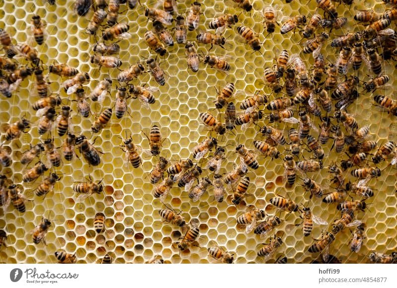 many bees on one honeycomb Honey test sighting Visual inspection Beehive Honey bee Bee-keeping Honeycomb beeswax Apiary beekeeping Bee-keeper Colony Summer Wax