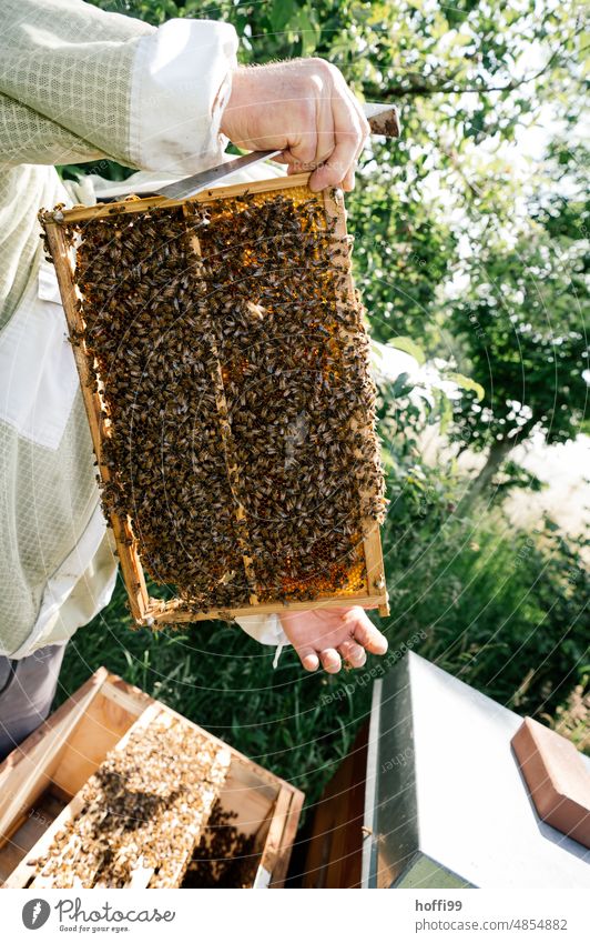 A beekeeper visually inspecting a honeycomb Honey test sighting Visual inspection Beehive Honey bee Bee-keeping Honeycomb beeswax Apiary beekeeping Bee-keeper