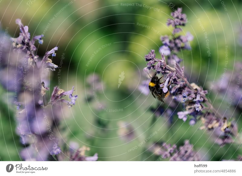 Bumblebee on lavender Bumble bee Lavender Insect Garden purple Yellow Green fragrances blossom Sprinkle Nectar Flower Blossom Summery Floating Medicinal plant