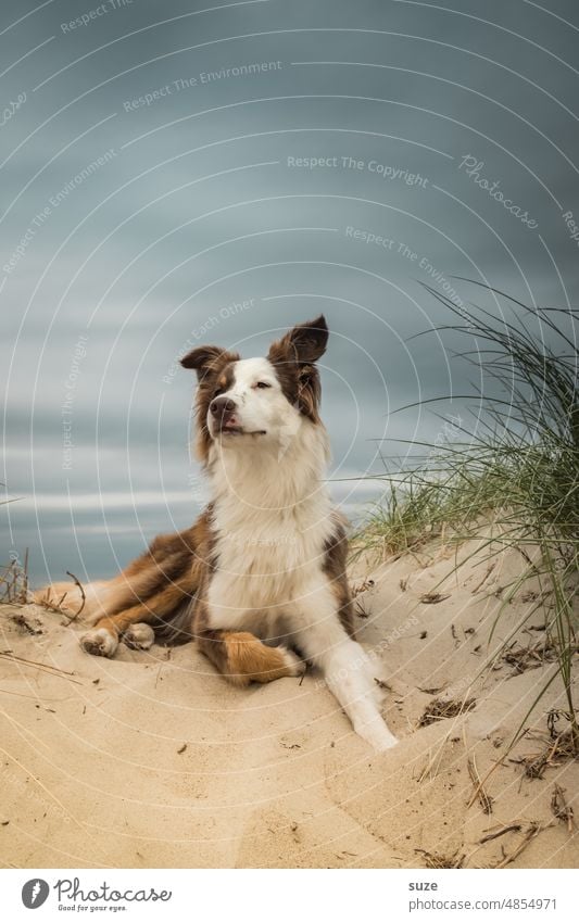 It smells of sea Beach Australian Shepherd Dog Puppydog eyes Pet Sand Baltic Sea Weather sniff Nose dog's nose cute Cute Freedom Love of animals