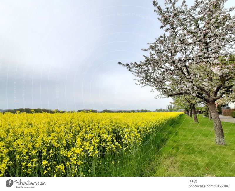 Spring in the country - rape field in bloom and meadow with blossoming fruit trees Canola Canola field Tree Fruit trees Apple tree Meadow Blossoming Rural Sky