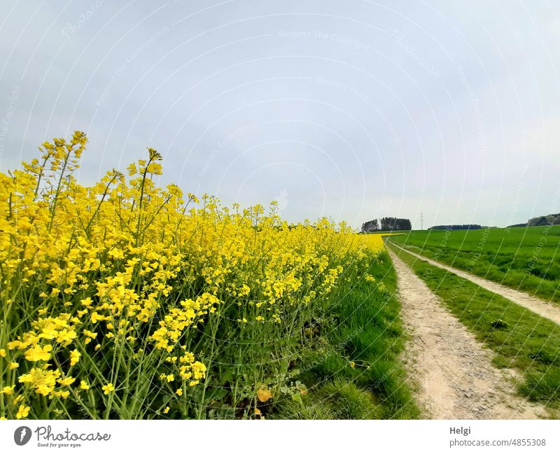 next to the rape field a path leads up the hill to the grove Canola Canola field off Agriculture Rural Field Grass Sky Clump of trees Spring blossom wax