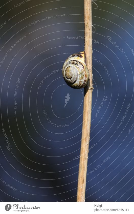 Snail shell on reed Crumpet Blade of grass Sunlight Light Shadow Spring Animal Exterior shot Deserted Shallow depth of field Close-up Brown Blue Gray Small