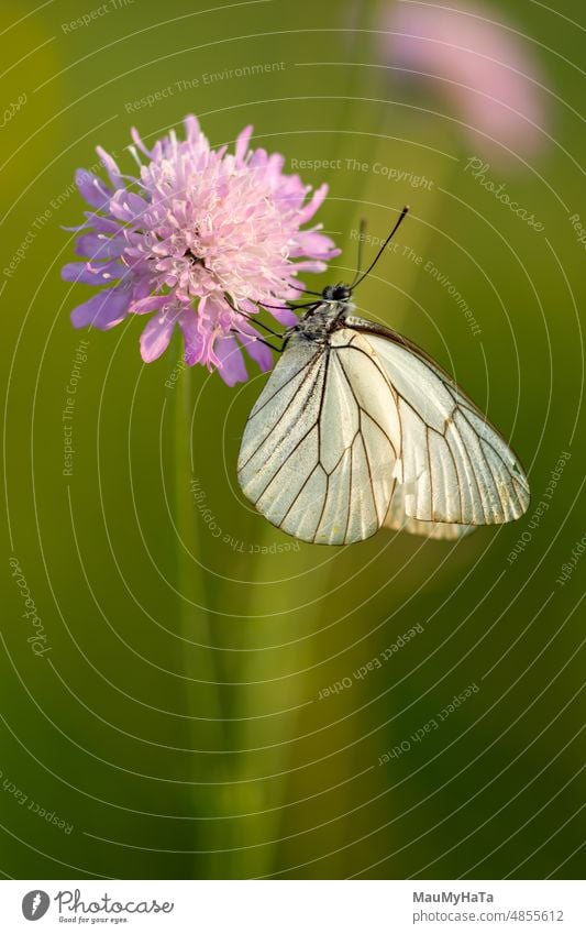 White Butterfly in grass Insect Animal Nature Animal portrait Macro (Extreme close-up) Colour photo Wild animal Detail Delicate Wing Small Plant