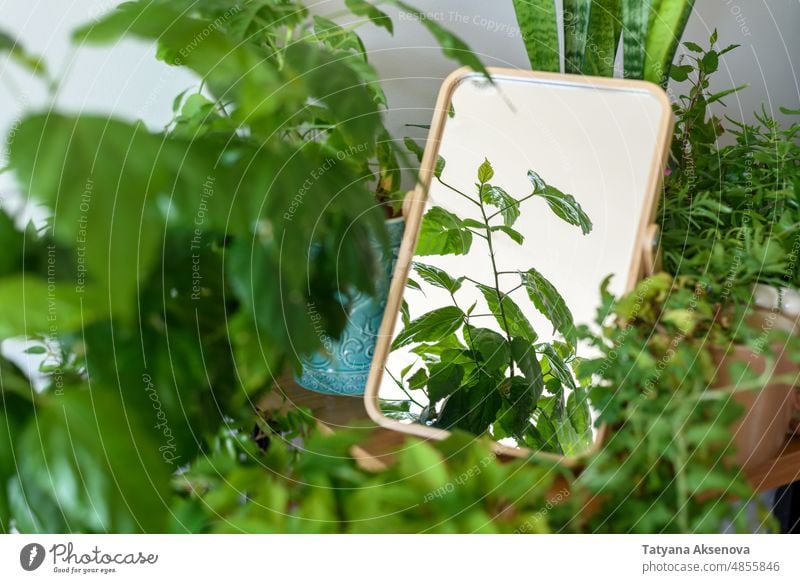 Apartment corner with many home plants and mirror houseplant reflection interior room green apartment pot indoor decor design floor white botany leaf different