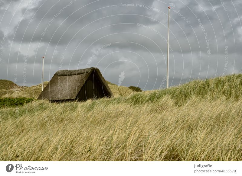House in the dunes House (Residential Structure) Roof Reet roof Thatched roof house duene Marram grass coast Denmark Jutland Nature Landscape North Sea Tourism