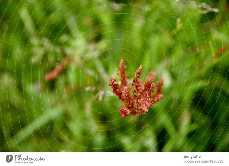 meadow Meadow Grass Nature Summer Plant Delicate Growth Green Flourish Warmth Fine Environment Red Blossom blossom