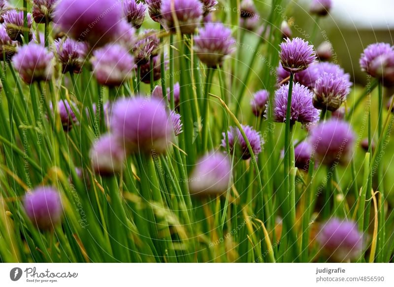 chives Meadow flower meadow flowers Blossom blossom Summer Grass Green purple Delicate Nature Lush Plant Flower meadow Chives chive blossom Blossoming Garden