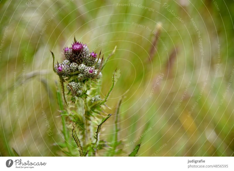 thistle Thistle Thistle blossom Plant Nature Blossom Shallow depth of field Thorny Violet Wild plant Summer Meadow Blossoming Green