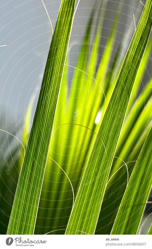 palm leaves Palm tree palm leaf Green Sun Plant Leaf Point Thread Palm frond Foliage plant Exotic Close-up Detail Structures and shapes Oblong fibers Back-light