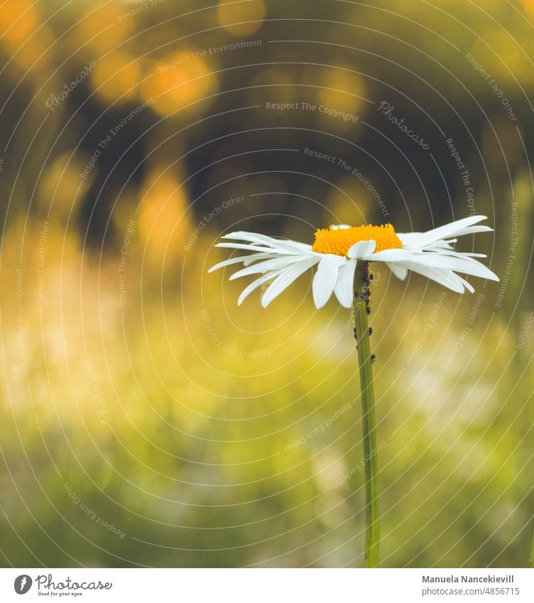 Daisy in evening light Marguerite Flower Blossom Summer Nature Blossoming Exterior shot Plant White Colour photo Close-up Garden blurriness Yellow Flower meadow
