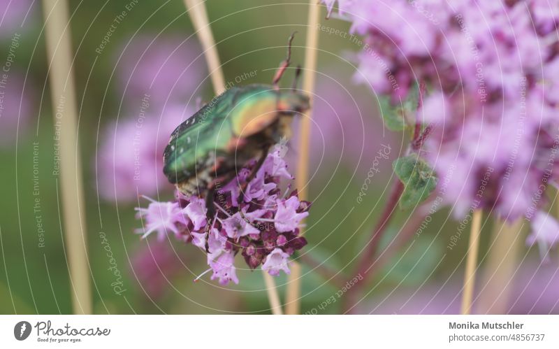 rose chafer bow Beetle Nature insect Close-up Macro (Extreme close-up) Insect Animal animal insects Exterior shot Colour photo Insectphotography