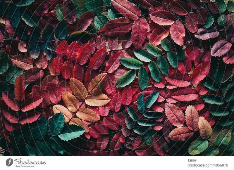 Fall leaves background, red, green, yellow autumn leaf colors in moody style autumn leaves background multicolored leaves fall leaves texture colorful different