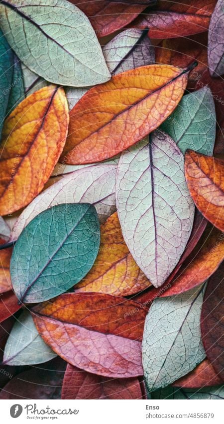 Autumn leaves background, red, green, yellow leaf colors autumn leaves background multicolored leaves fall leaves texture colorful different variegated abstract