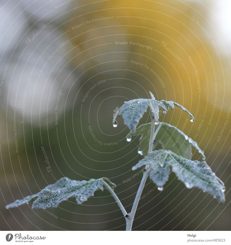 morning-dew Environment Nature Plant Autumn Bushes Leaf Wild plant Park Glittering Hang Growth Esthetic Exceptional Simple Cold Wet Yellow Gray Green Moody Calm