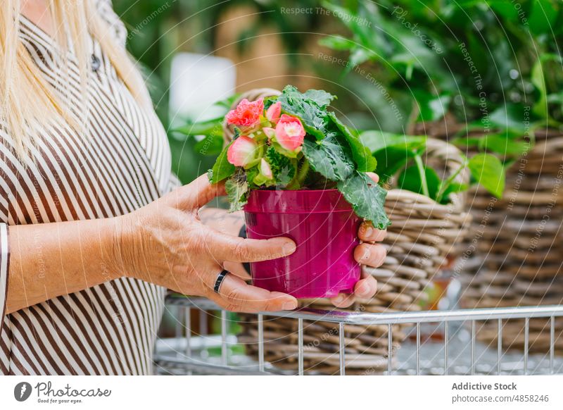 Crop elderly woman with begonia plant client flower pot buy trolley store carry female customer aged senior bloom basket wicker flora blossom vegetate gardener