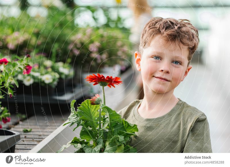 Little boy with gerbera flower shop carry potted plant buy client portrait kid store stall greenhouse cute flora adorable happy retail botany child market smile