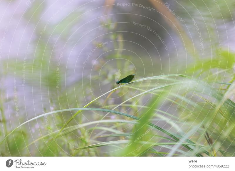 blue damselfly on a blade of grass against a blurred background Background animal copy space insect nature nobody wings