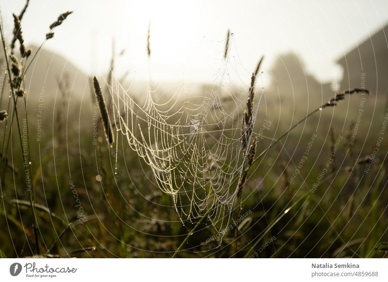 Cobweb in meadow grass before sunrise close up. Soft focus. Low angle shot. cobweb nature gossamer dawn low angle shot calmness golden hour staycation details