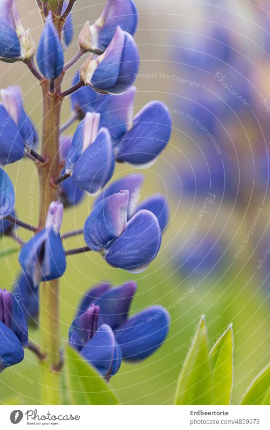 lupine Lupin Flower Plant Summer purple Green Nature Violet Blossoming Colour photo Exterior shot pretty Growth Shallow depth of field Fragrance Garden flora