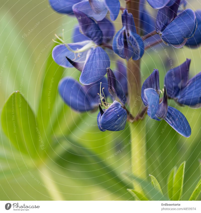 lupine Lupin Flower Plant Summer purple Green Nature Violet Blossoming Colour photo Exterior shot pretty Growth Shallow depth of field Fragrance Garden flora