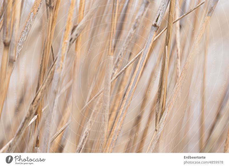 Reed grass in detail Grass Nature Morning Exterior shot pastel Landscape Autumn Environment Light nature photography reed Close-up Macro (Extreme close-up)