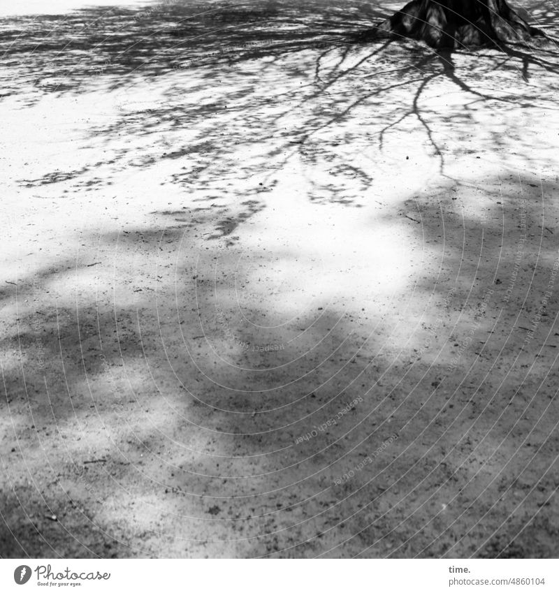 stand Tree Silhouette Rooted Branch Tree trunk Shadow Sand place sunny branches twigs roots Site Old