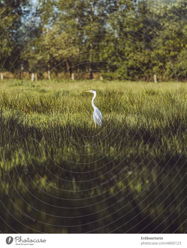 Bird in meadow Grey heron herons Heron Nature Meadow on one's own Environment Exterior shot naturally Animal portrait Wild animal Deserted Colour photo