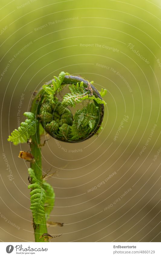 Offspring in forest Fern bud Nature Green Forest Spring Plant Exterior shot Garden Shallow depth of field Close-up Detail