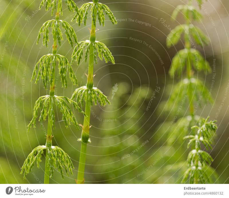 Horsetail in the forest Nature Exterior shot Plant Green Colour photo Summer Light Foliage plant Close-up Wild plant medicinal plant Environment