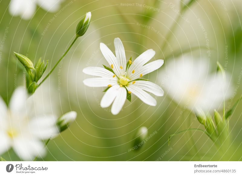 A little bit of spring... Meadow Flower Nature Green Garden Exterior shot Environment Plant Colour photo Blossom Close-up Shallow depth of field Delicate pretty