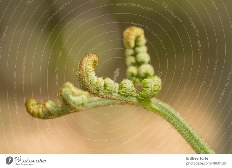 Offspring in forest Fern bud Nature Green Forest Spring Plant Exterior shot Garden Shallow depth of field Close-up Detail spring awakening Copy Space