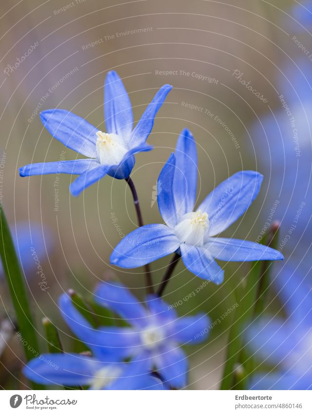 blue star Meadow Flower Nature Green Garden Exterior shot Environment Plant Colour photo Blossom Close-up Shallow depth of field Delicate pretty Detail